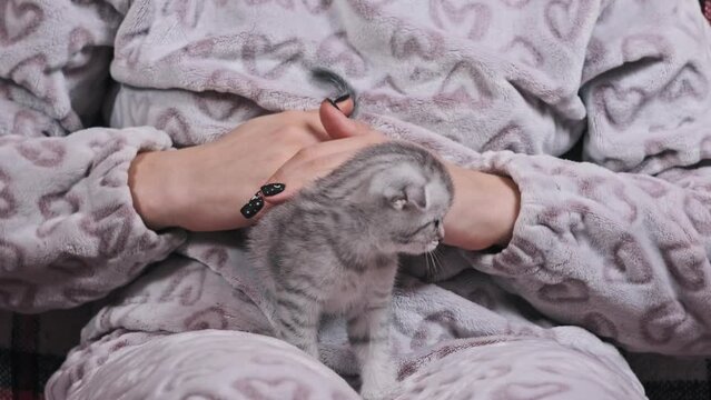 Cute fold-eared kitten in women hands close-up. Young girl is sitting on the sofa and strokes a fluffy kitten at home. Funny gray kitten of the Scottish Fold breed enjoys the caress. Love for pets