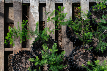 Naklejka premium Redwood Saplings ready for fall planting