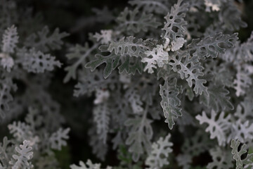Dusty Miller 