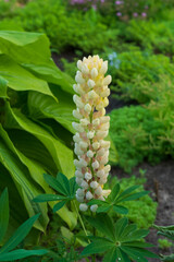 Flowers of the White Lupine in the village garden.