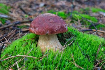 White mushroom in green moss, pine forest.