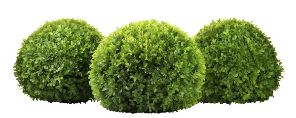 Green garden bushes cut out - Powered by Adobe