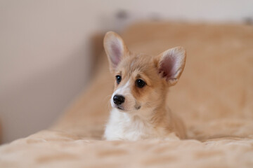 A corgi puppy lies on the bed and looks away against a light background