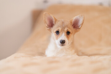 Corgi puppy is waiting for the mistress on the bed