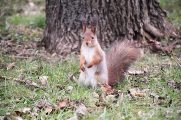 Naklejka na ściany i meble Funny red squirrell standing in the forest like Master of the Universe. Comic