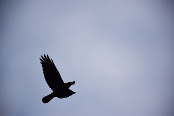 Bird beautiful flying raven Corvus corax North Poland