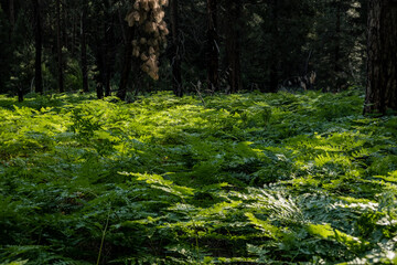 Fototapeta premium Tall Ferns Fill The Forest Floor In The North Western Corner of Yosemite