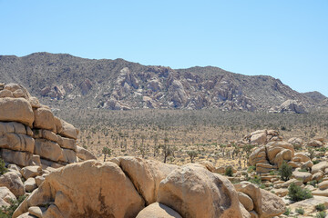 sunny afternoon at Joshua tree national park