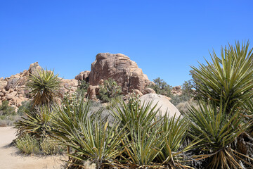 Fototapeta na wymiar desert plants at Joshua tree national park