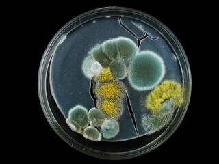 petri dish, mold, various types of fungi, aspergillus, acremonium, Cladosporium, black mold