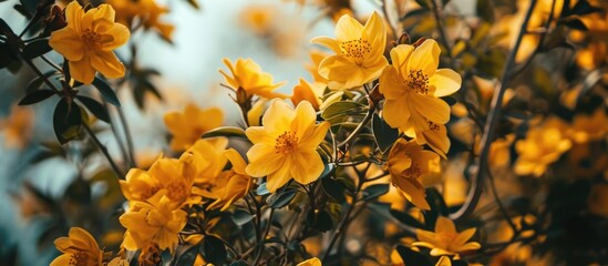 Obraz premium Yellow flowers blooming beneath a clear sky on a bush.