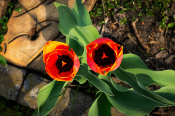 Tulips in the vegetable garden in the backyard in the garden in spring
