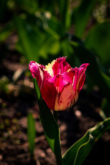 Tulips in the vegetable garden in the backyard in the garden in spring
