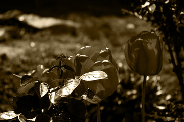 Tulips in the backyard vegetable garden in springtime with sepia effect