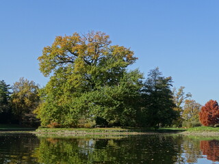 Big strong tree in autumn
