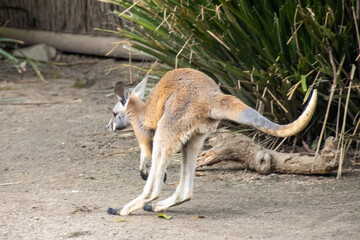 Kangaroo