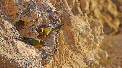 Burrowing parakeets in front of their holes on a cliff