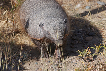 Close up of a Hairy armadillo in Valdes peninsula