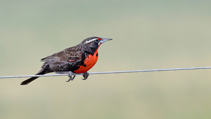 Long-tailed meadowlark perched on a wire