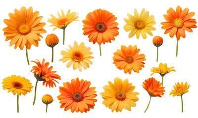 set of yellow and orange daisy flower heads 
isolated on a transparent background , Marigold flowers, PNG.