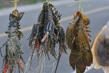 Street Market Catch,  Close up of Lobster on Display with Blurred Background, Ready for Sale.