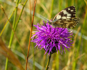 Papillon Demi-deuil sur centaurée scabieuse sur le cauuse Méjean à Fraissinet-de-Fourques, Lozère, France