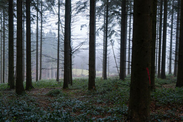 Dark foggy Forest