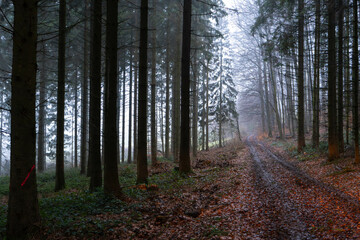 Dark foggy Forest