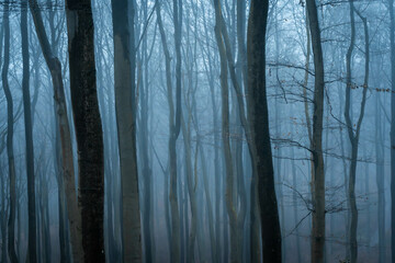 Dark moody Forest wit fog - obrazy, fototapety, plakaty