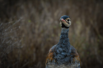 White-bellied bustard in African savanna. Territory, mating, display, foraging.
