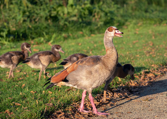 An adult male Nile or Egyptian goose (Alopochen aegyptiaca) warns the goslings of danger