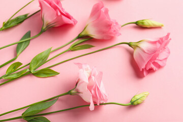 Obraz premium Beautiful pink eustoma flowers on color background