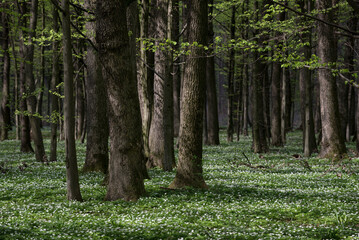 Obraz premium Spring Bloom in the Forest