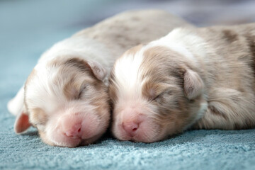 Two cute newborn Australian Shepherd puppies

