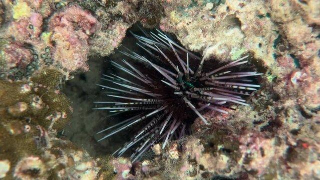 Black sea urchin lies underwater on stones. Sea urchin Echinothrix diadema, commonly called diadema urchin or white-black urchin, underwater in Thailand