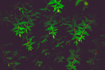 A beautiful floral background with green leaves on long branches of a bush in the summer twilight. Nature and flora.