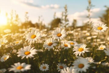 Fototapeta premium White Daisy Flowers meadow in spring