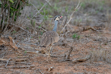 White-bellied bustard in African savanna. Territory, mating, display, foraging.