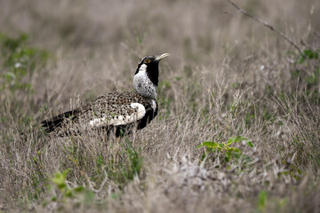 Hartlaub's bustard in Kenya, Africa in the savanna. Foraging, mating, display, camouflage, safari, gamebirds. 