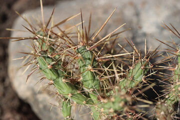 Cylindropuntia Golden Lion kaktus