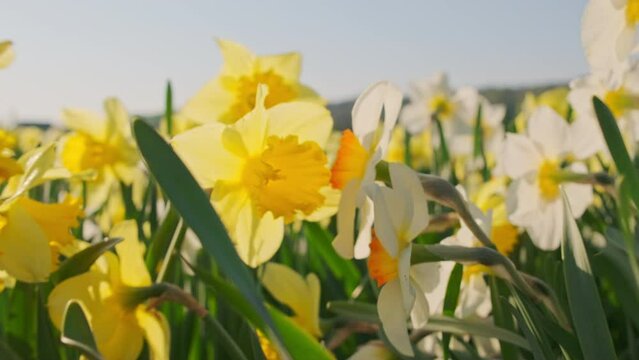 Flowerbed of daffodils with yellow blooms in a spring garden