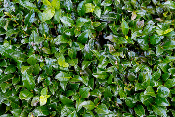Fototapeta na wymiar Green lush foliage background. Natural botanical background with tea plant (Camellia sinensis). Pattern of green tea leaves