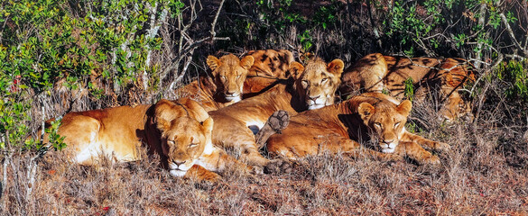 Resting lions