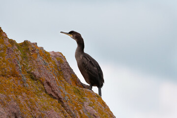 Cormoran sur un rocher en Bretagne