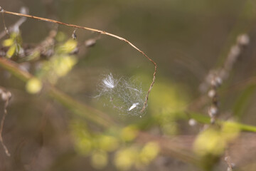 close up of spider and plants