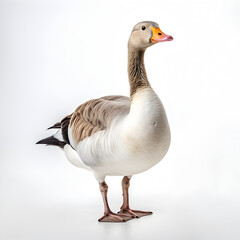 Goose isolated on a white background 