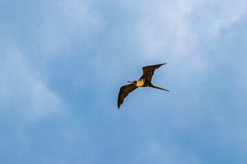 Fregat birds flock fly blue sky clouds background in Mexico.