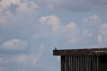 Long tail bird near a wild bird sight in missouri