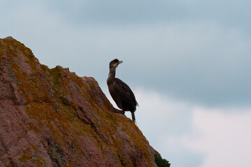 Cormoran sur un rocher en Bretagne