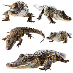 Fototapeta premium A Group of Alligators Sitting Together
